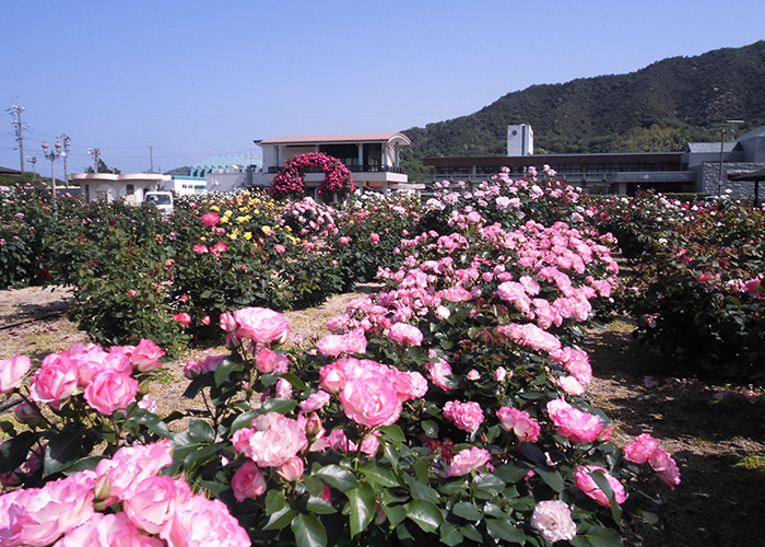 開花状況の写真4