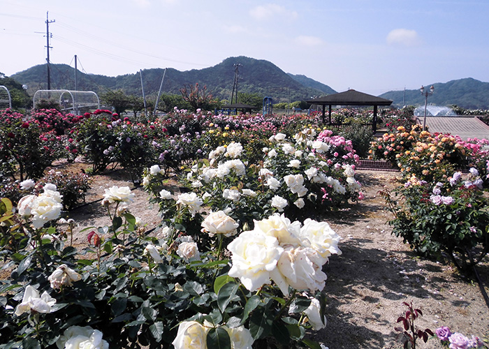開花状況の写真5