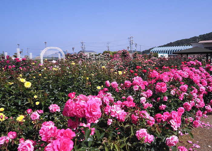 開花状況の写真6
