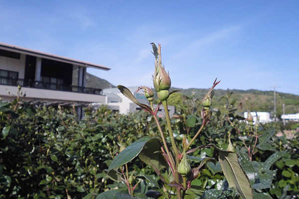 開花状況の写真1