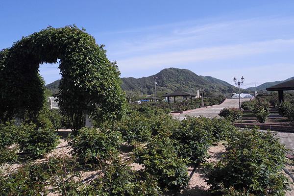 開花状況の写真2
