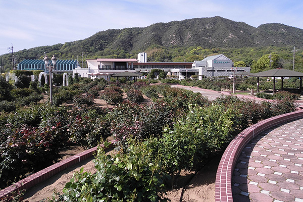 開花状況の写真3