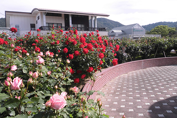 開花状況の写真2