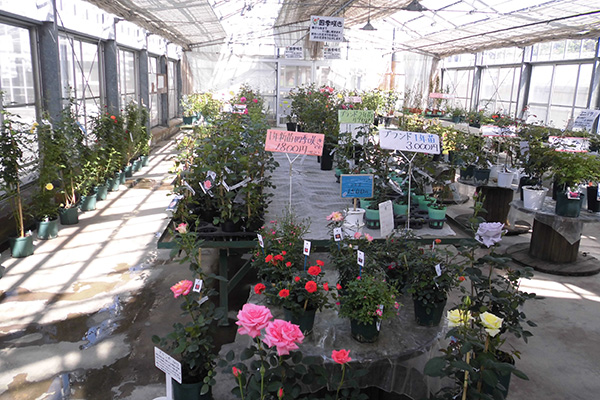 よしうみバラ苗販売所の写真1