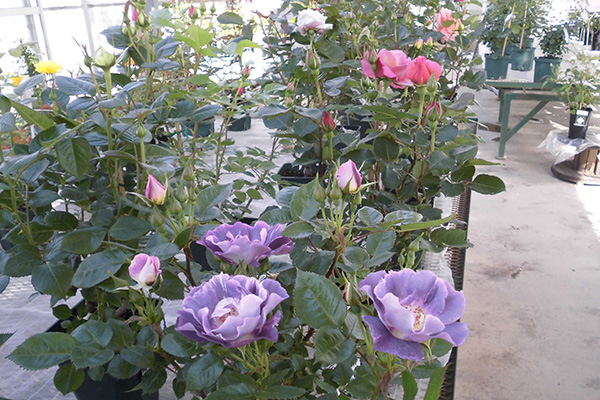 よしうみバラ苗販売所の写真2