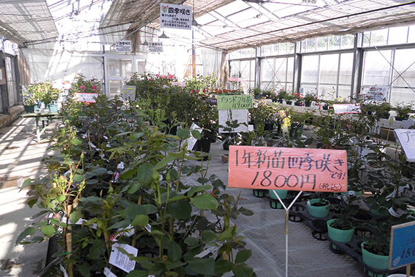 よしうみバラ苗販売所の写真3