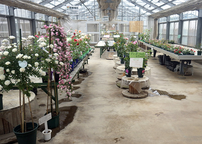 よしうみバラ苗販売所の写真1