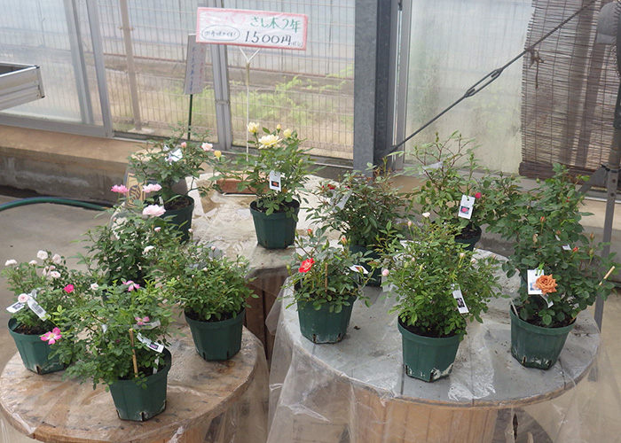よしうみバラ苗販売所の写真2