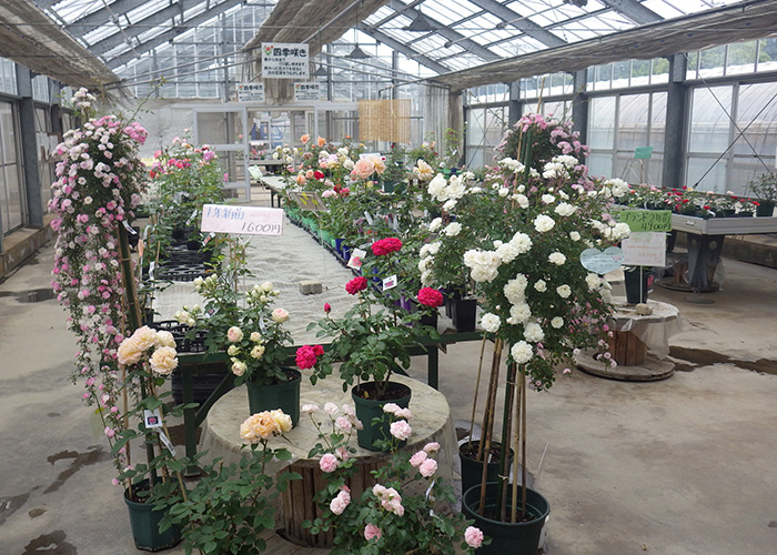 よしうみバラ苗販売所の写真3