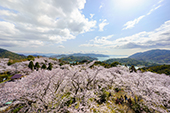 開山/桜の写真
