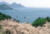 来島海峡/桜の写真