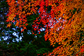 鈍川渓谷/紅葉の写真