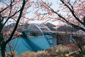 大三島橋/桜の写真
