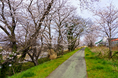 頓田川/桜の写真