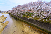 頓田川/桜の写真
