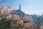 多々羅大橋/桜の写真