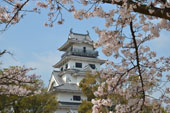 今治城と桜/春の写真