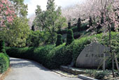 鹿ノ子池公園/しだれ桜/春の写真
