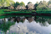 鹿ノ子池公園/桜と池/春の写真