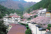 鈍川温泉郷/桜の写真