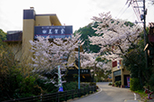 鈍川温泉/桜の写真