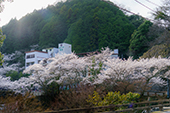 鈍川温泉/桜の写真