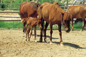 野間馬/イメージの写真