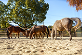 野間馬の写真
