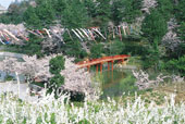 市民の森/桜と鯉のぼり/春の写真