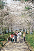 市民の森/桜並木/春の写真