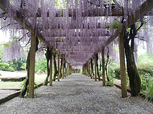 大三島藤公園の写真