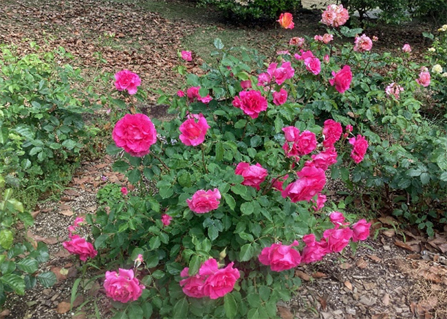 開花状況の写真1