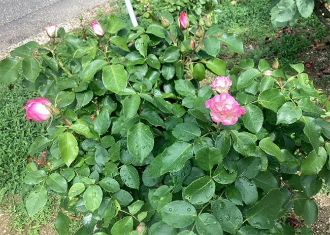 開花状況の写真2
