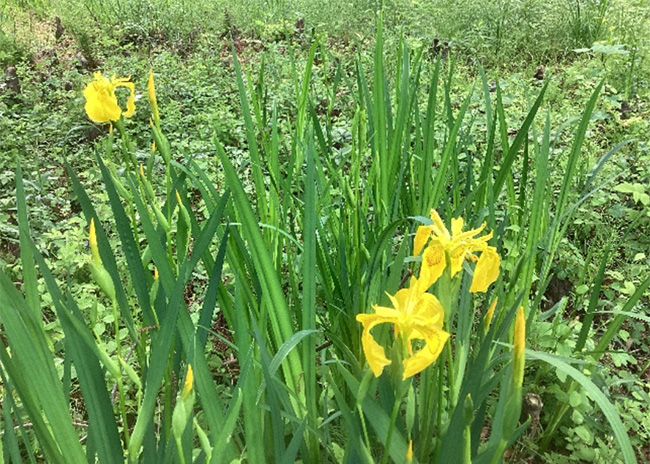 開花状況の写真3