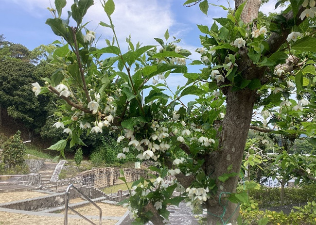 開花状況の写真4
