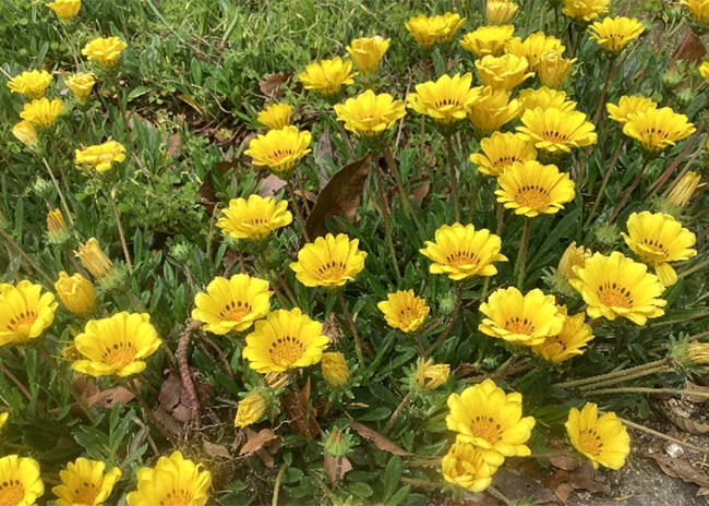 開花状況の写真5