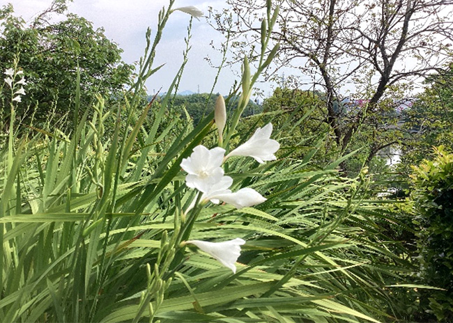 開花状況の写真6