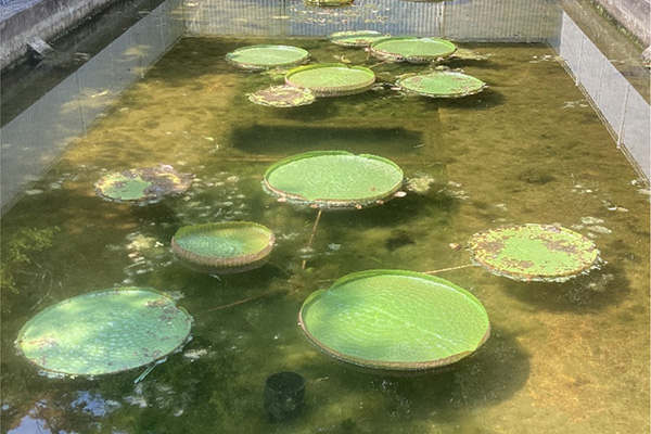 開花状況の写真1