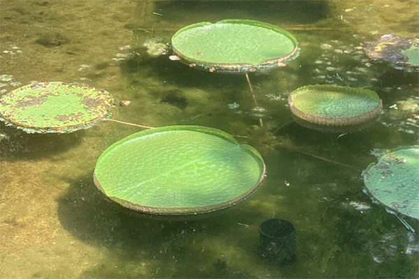 開花状況の写真2