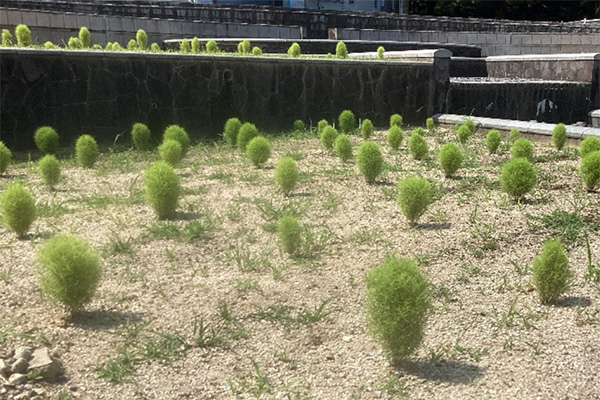 開花状況の写真3