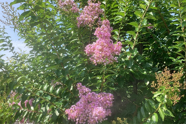 開花状況の写真5