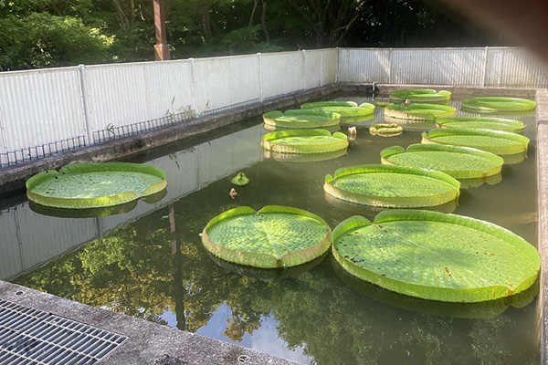 開花状況の写真1