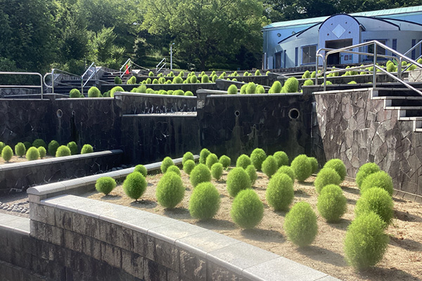 開花状況の写真3