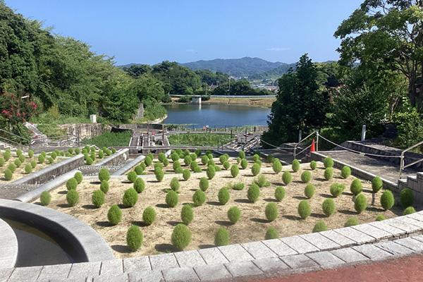開花状況の写真4