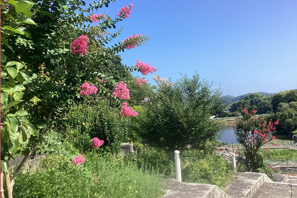 開花状況の写真5