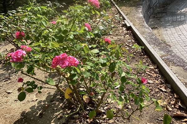 開花状況の写真3