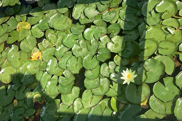 開花状況の写真4