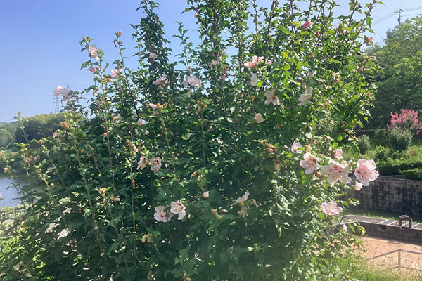 開花状況の写真6