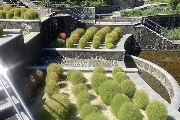 開花状況の写真2