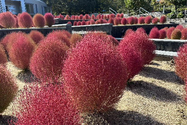 開花状況の写真1